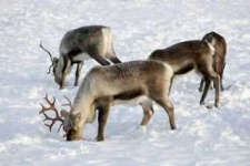 image of reindeer #8