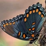 image of animal