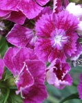 image of flower