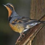 image of bird
