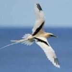 image of bird