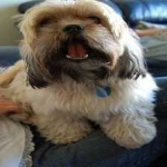 image of animal