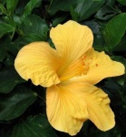image of flower