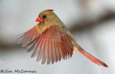 image of cardinal