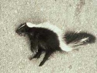 image of skunk