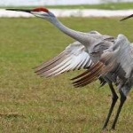 image of bird