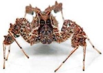 image of animal
