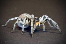 image of wolf_spider