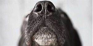 image of dog_nose #9