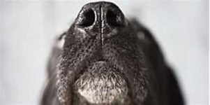 image of dog_nose