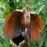 image of bird