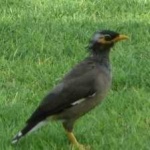 image of bird