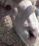 image of animal