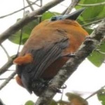 image of bird