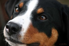 image of appenzeller