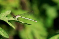 image of damselfly