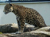 image of leopard