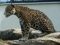 image of leopard #3