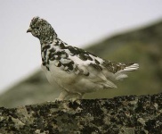 image of ptarmigan