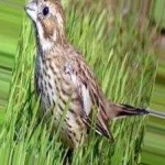 image of bird