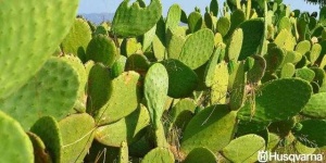 image of cactus