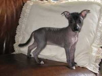image of mexican_hairless