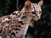 image of animal