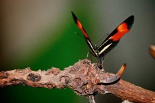 image of animal