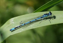 image of damselfly
