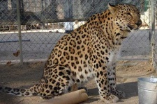 image of jaguar_car