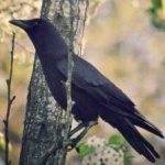 image of bird