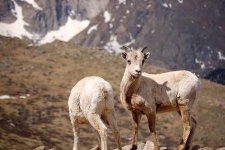 image of bighorn