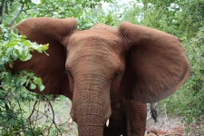 image of african_elephant