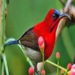 image of bird