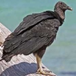 image of bird