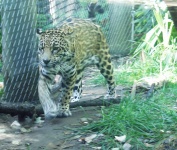image of animal