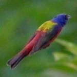 image of bird