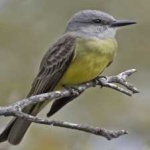 image of bird