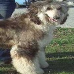 image of animal