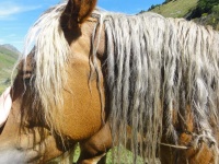 image of animal