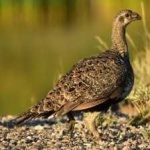 image of bird