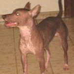 image of animal