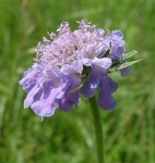 image of flower