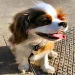 image of animal