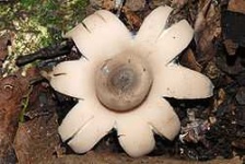 image of earthstar