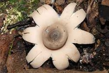 image of earthstar #20