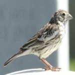 image of bird