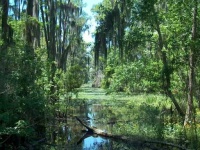 image of swamp