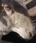 image of animal