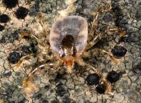 image of tick